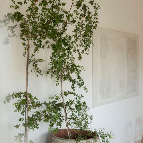 A hanging plant with trailing vines suspended indoors, pots on a stand, in a bright, airy corner.