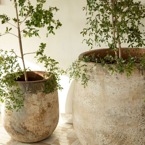 Two potted plants on a tiled floor, with green leaves and hanging pots in the background.